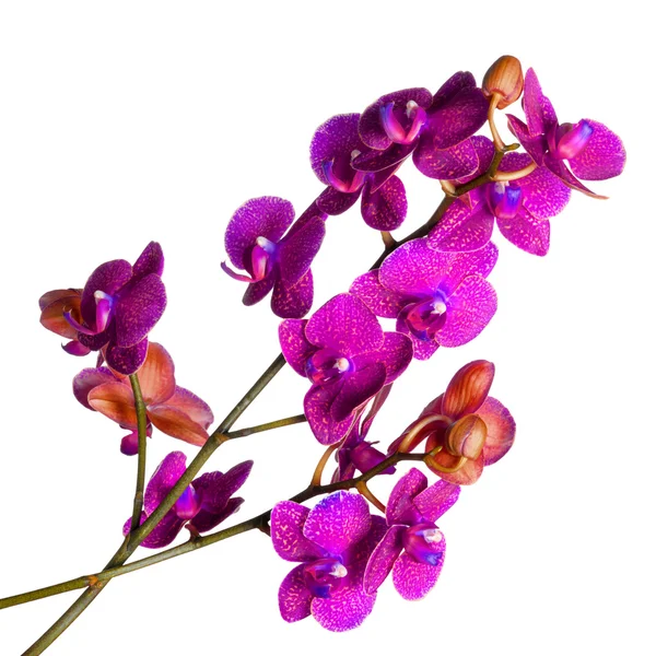 Orchidée sur blanc — Photo