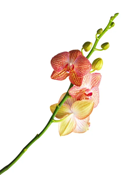 Orchidea wyizolowana na białym — Zdjęcie stockowe