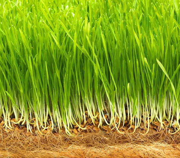 Healthy grass — Stock Photo, Image