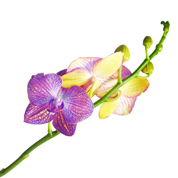 Orchid op wit — Stockfoto