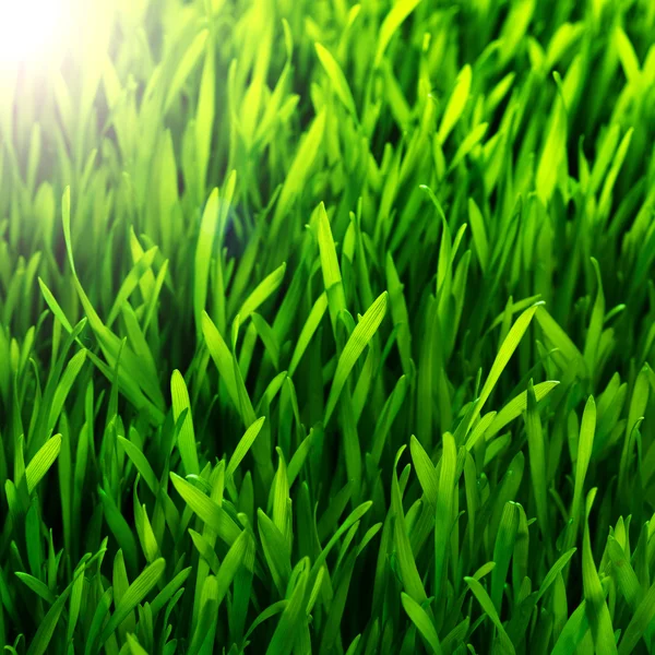 Wzór zdrowy trawa — Zdjęcie stockowe