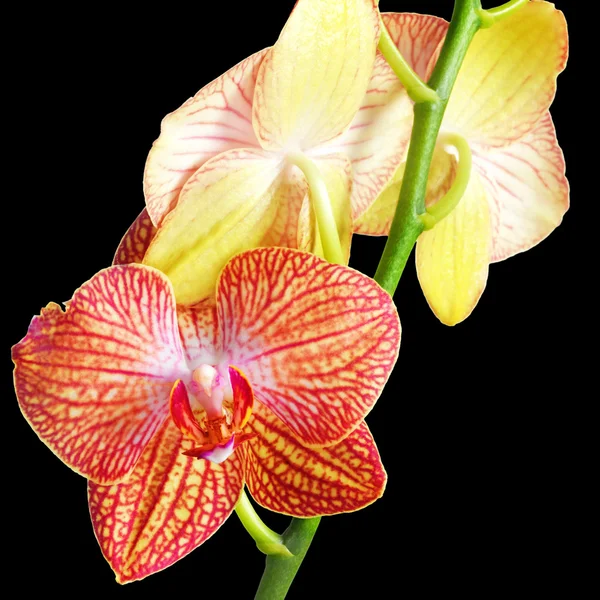 Fiore di orchidea su sfondo nero — Foto Stock