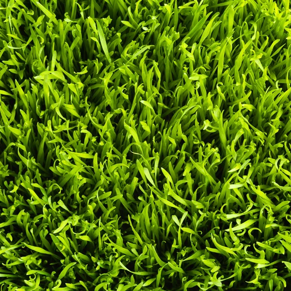 Patrón de hierba saludable — Foto de Stock