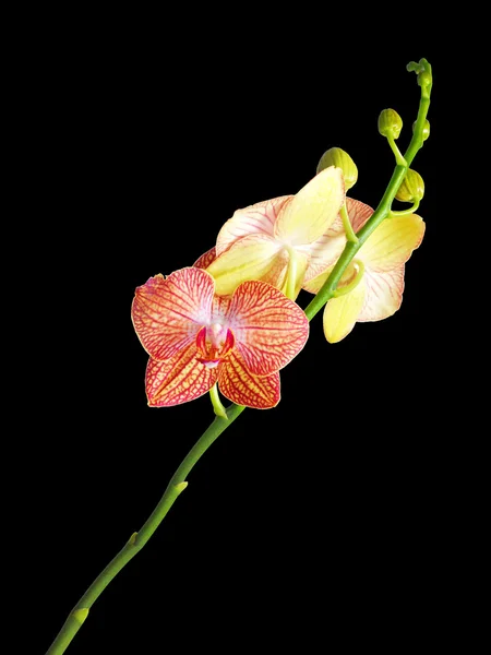 Fleur d'orchidée sur un fond noir — Photo