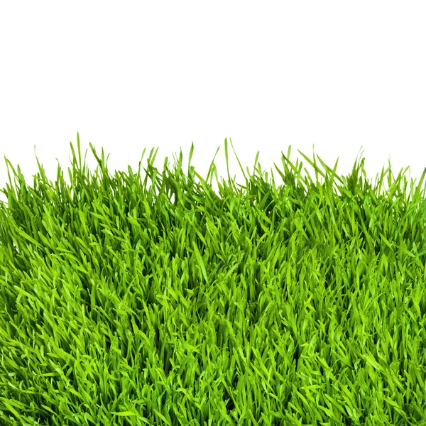 Healthy grass pattern — Stockfoto