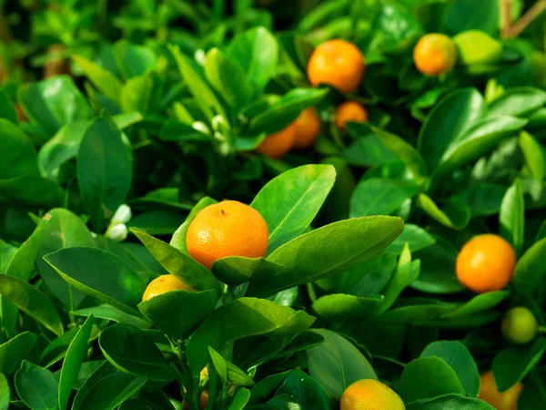 Mandarina en la naturaleza, DOF poco profundo —  Fotos de Stock