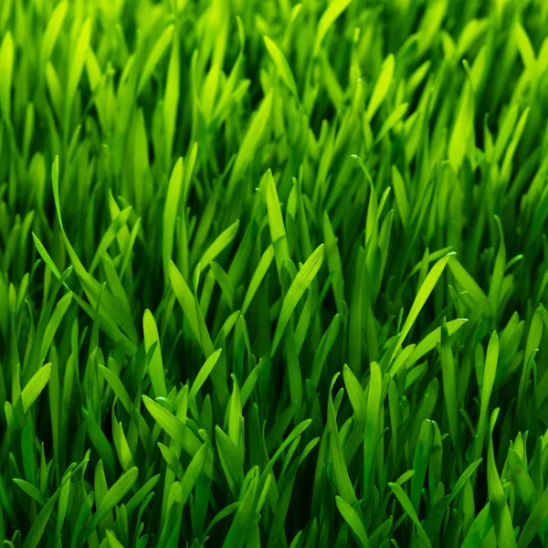 Healthy grass pattern — Stockfoto