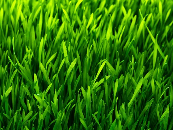 건강 한 잔디 패턴 — 스톡 사진