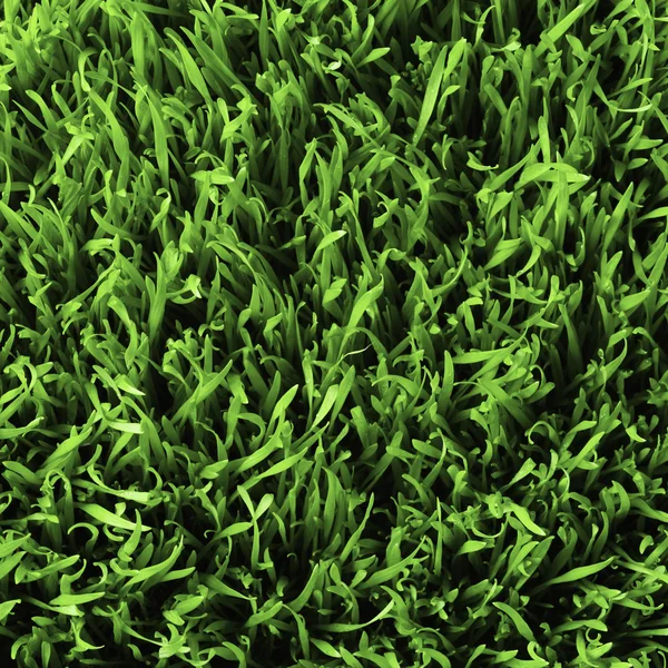 Healthy grass pattern — Stok fotoğraf