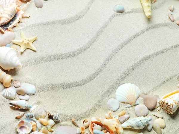 Sand background with shells and starfish — Stok fotoğraf