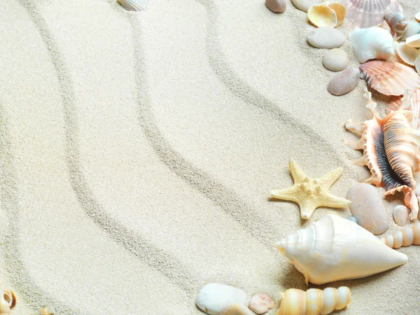 조개 및 불가사리 모래 배경 — 스톡 사진