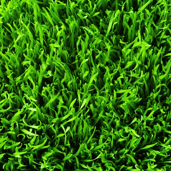 Padrão de grama saudável — Fotografia de Stock