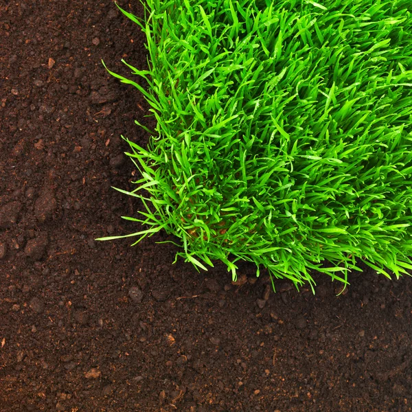 Hierba y suelo sanos — Foto de Stock