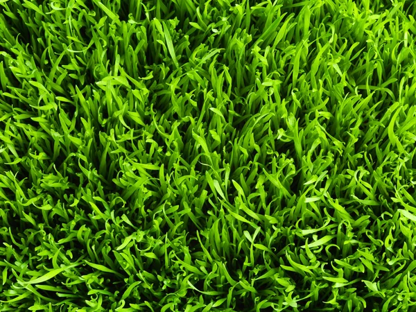 Friska gräset mönster — Stockfoto