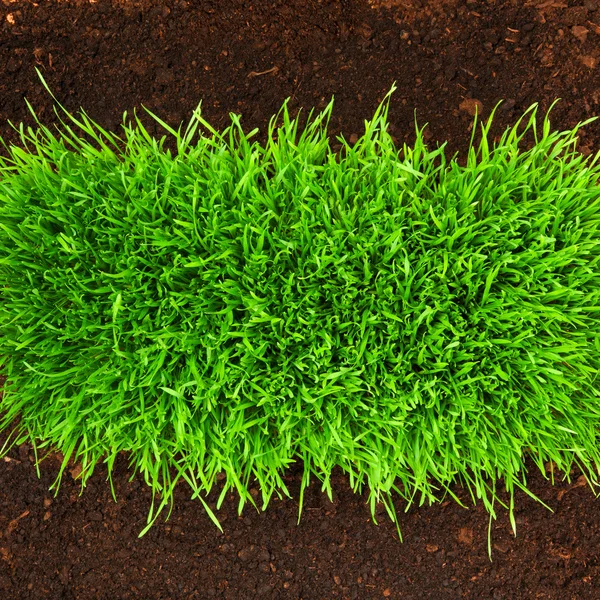 Hierba sana que crece en el patrón del suelo — Foto de Stock