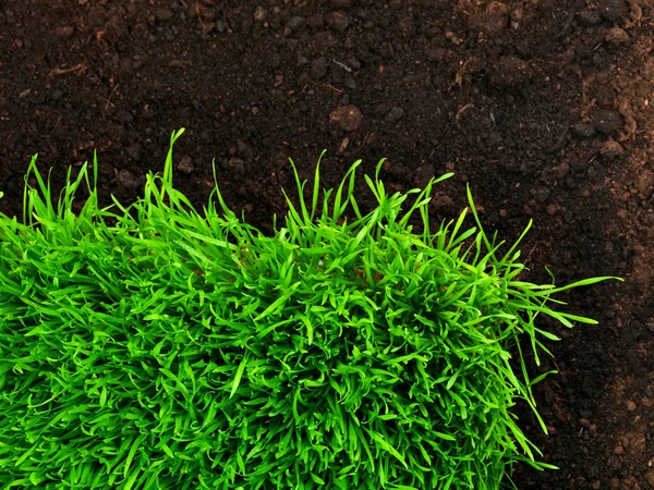 Zdravé trávy a zeminy — Stock fotografie