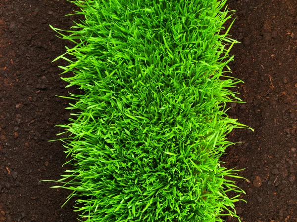Healthy grass growing in soil pattern — Stockfoto