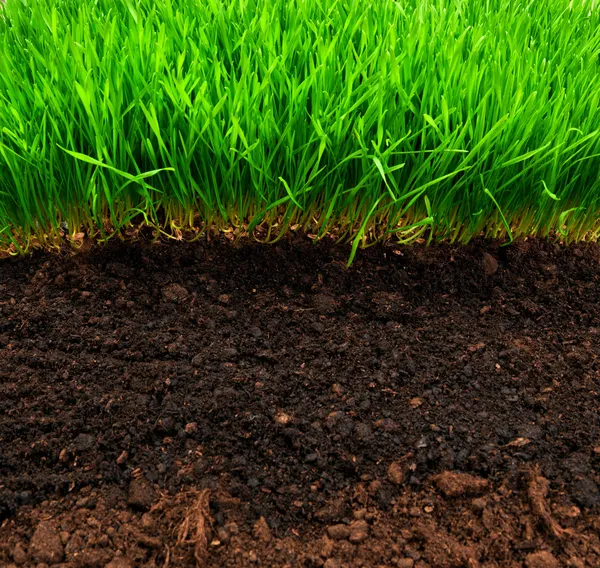 Trawa zdrowy i gleby — Zdjęcie stockowe