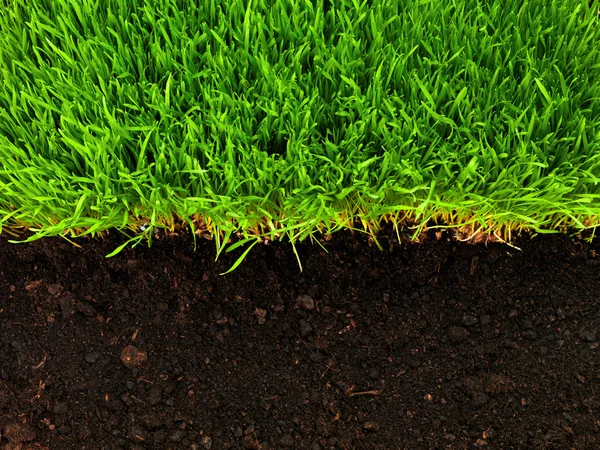 Gesundes Gras und gesunder Boden — Stockfoto