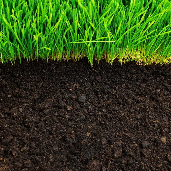 Здорова трава і ґрунт — стокове фото