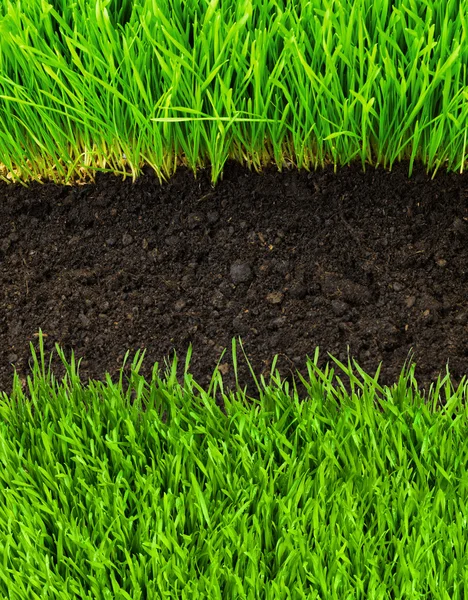 健康草和土壤 — 图库照片