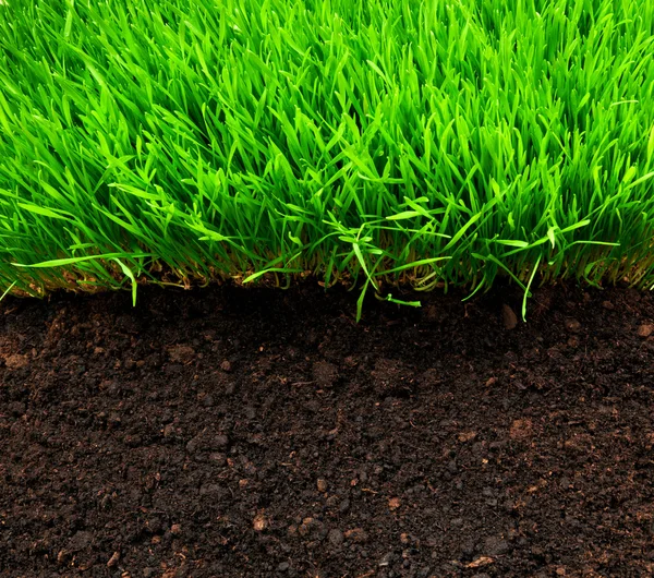 Hierba y suelo sanos —  Fotos de Stock