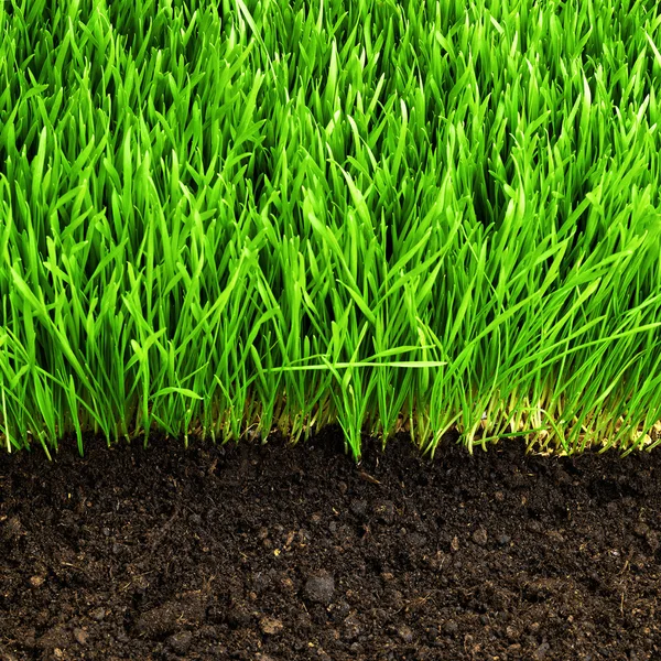 Friskt gräs och jord — Stockfoto