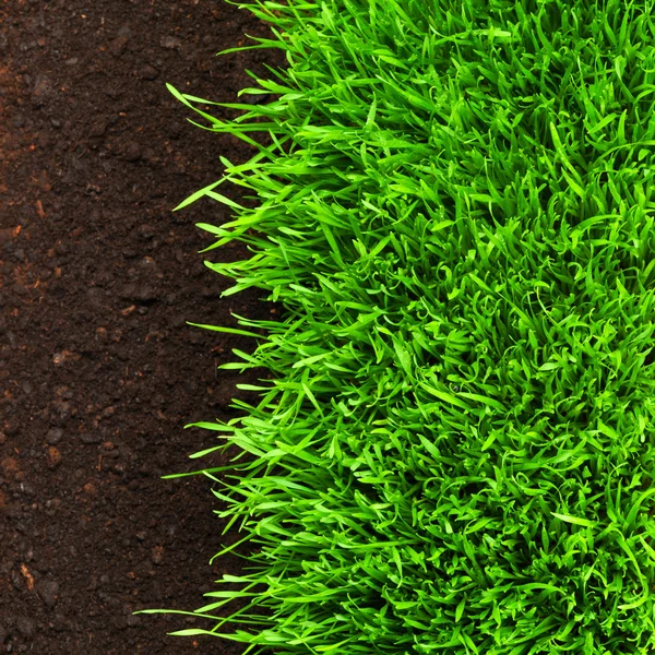 Gesundes Gras, das im Bodenmuster wächst — Stockfoto