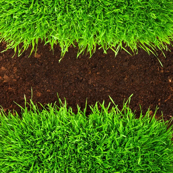 Trawa zdrowy i gleby — Zdjęcie stockowe