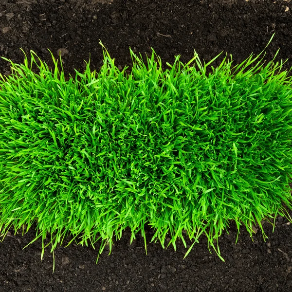 土パターンで成長している健康な草 — ストック写真
