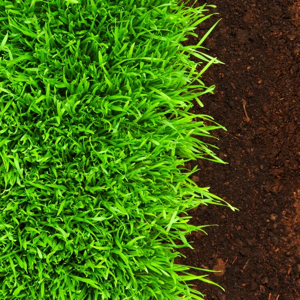 Herbe saine poussant dans la configuration du sol — Photo
