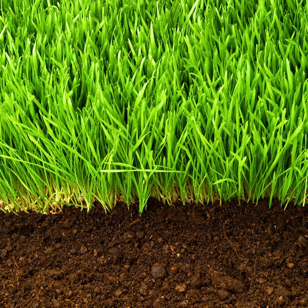 Gesundes Gras und gesunder Boden — Stockfoto