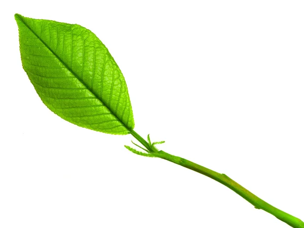 Gröna unga våren leaf isolerade, hög upplösning makro — Stockfoto