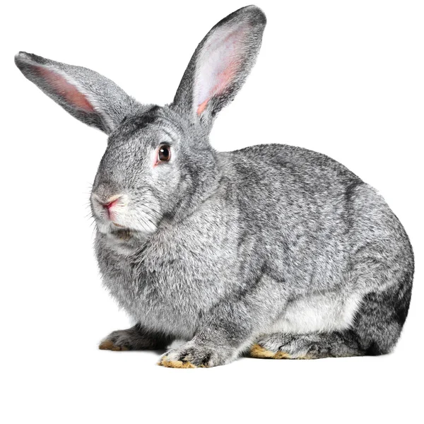 Conejo de casa gris sobre fondo blanco —  Fotos de Stock