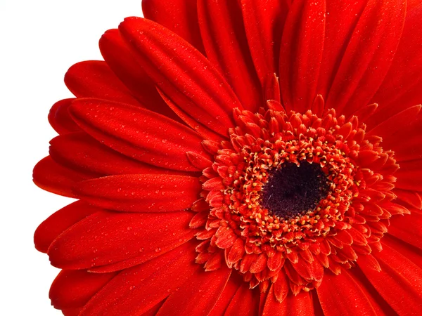 Piękne tło kwiatowe — Zdjęcie stockowe