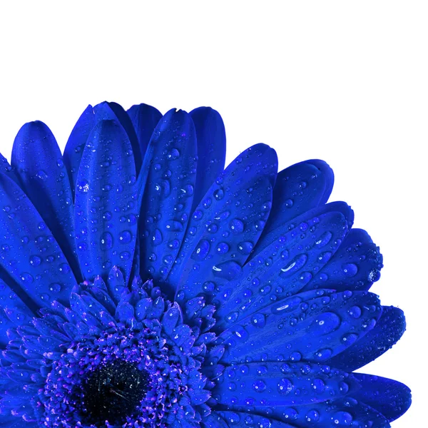 Schöne Blume Hintergrund — Stockfoto