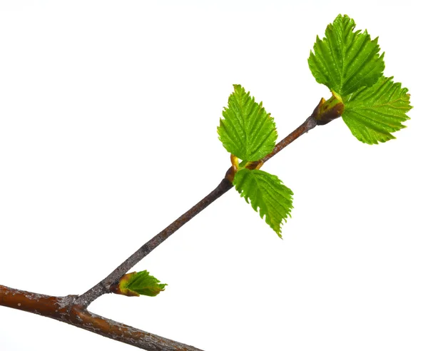 Spring branch with bright green leaves on white background — Stockfoto