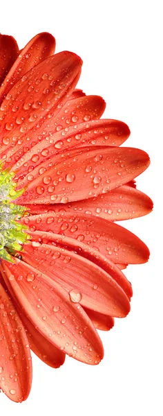 Vacker blommig bakgrund — Stockfoto
