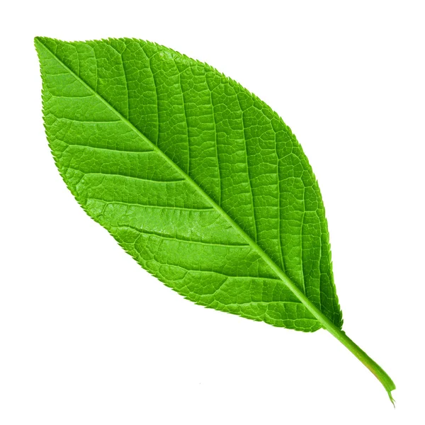 Зелений молодий весняний лист ізольований, макроз високою роздільною здатністю — стокове фото