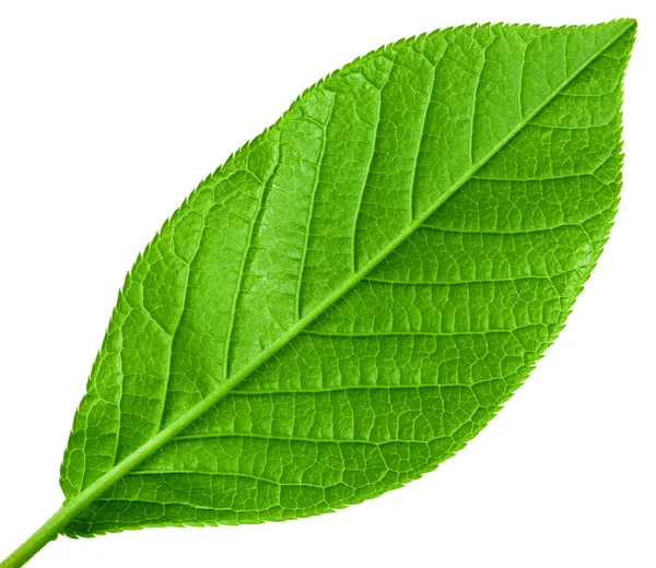 Зелений молодий весняний лист ізольований, макроз високою роздільною здатністю — стокове фото