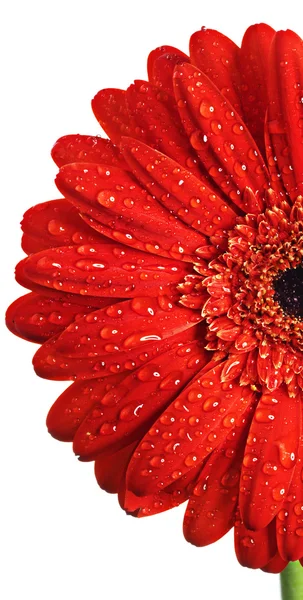 Hermoso fondo floral — Foto de Stock