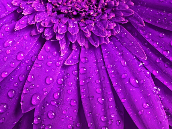 Hermoso fondo floral — Foto de Stock