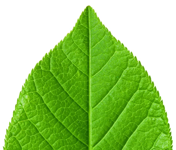 Green young spring leaf isolated, high resolution macro — Stock Photo, Image