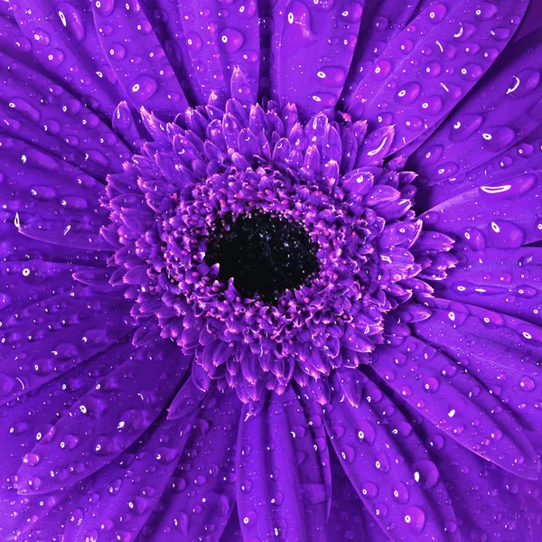 Piękny kwiat tło — Zdjęcie stockowe