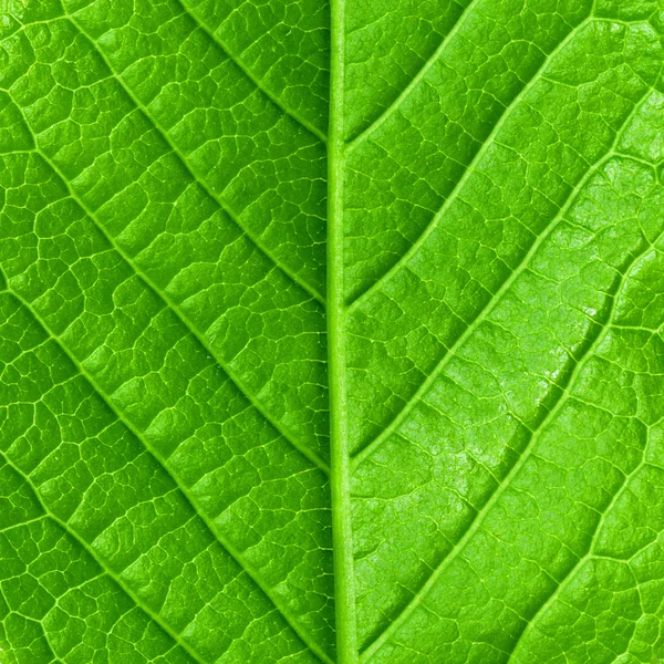 緑の若い春葉分離、高解像度のマクロ — ストック写真