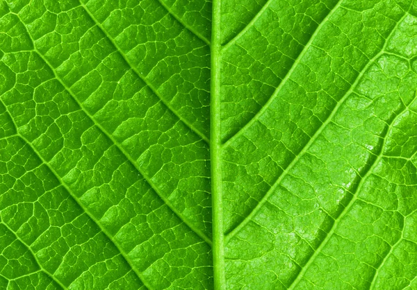 Grüne junge Frühlingsblätter isoliert, hochauflösendes Makro — Stockfoto