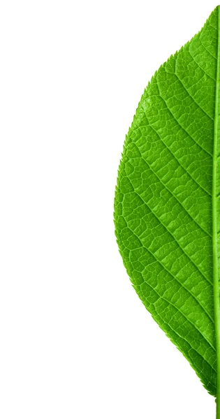 Gröna unga våren leaf isolerade, hög upplösning makro — Stockfoto