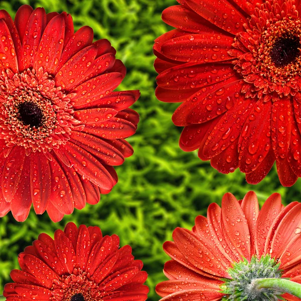 Beautiful flower background — Stock Photo, Image