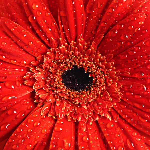 Hermoso fondo de flor — Foto de Stock