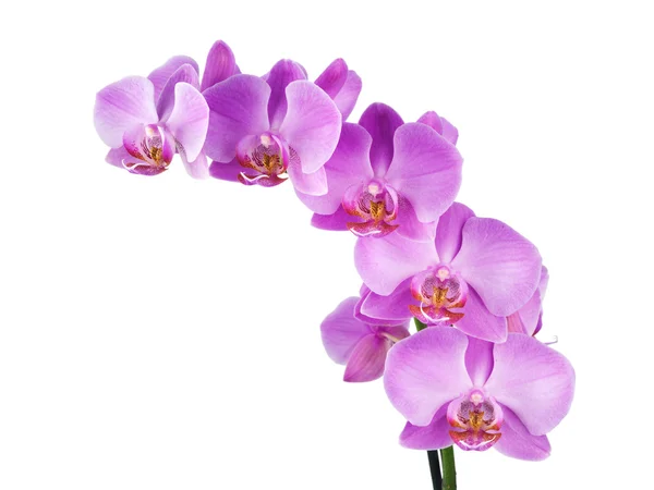 Orchidee auf weiß — Stockfoto